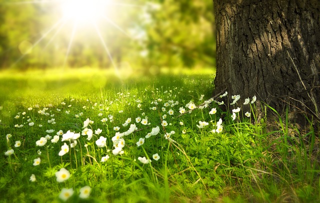 grüne Wiese Frühlingstag strahlende Sonne Nachhaltigkeit