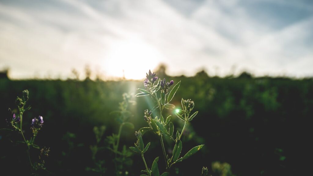 Morgen Sonnenaufgang Natur Positiv in den Tag starten Sprüche, die motivieren und inspirieren