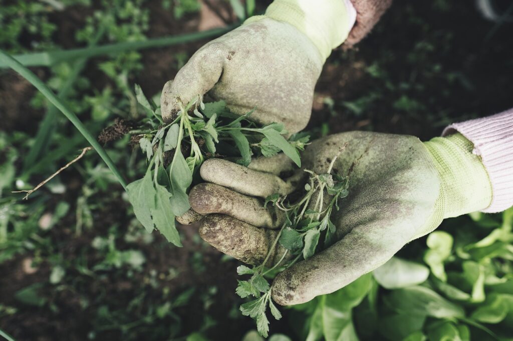 Gartenarbeit Handschuhe Pflanzen Gärtnerei am Hochbeet lernen So klappt es