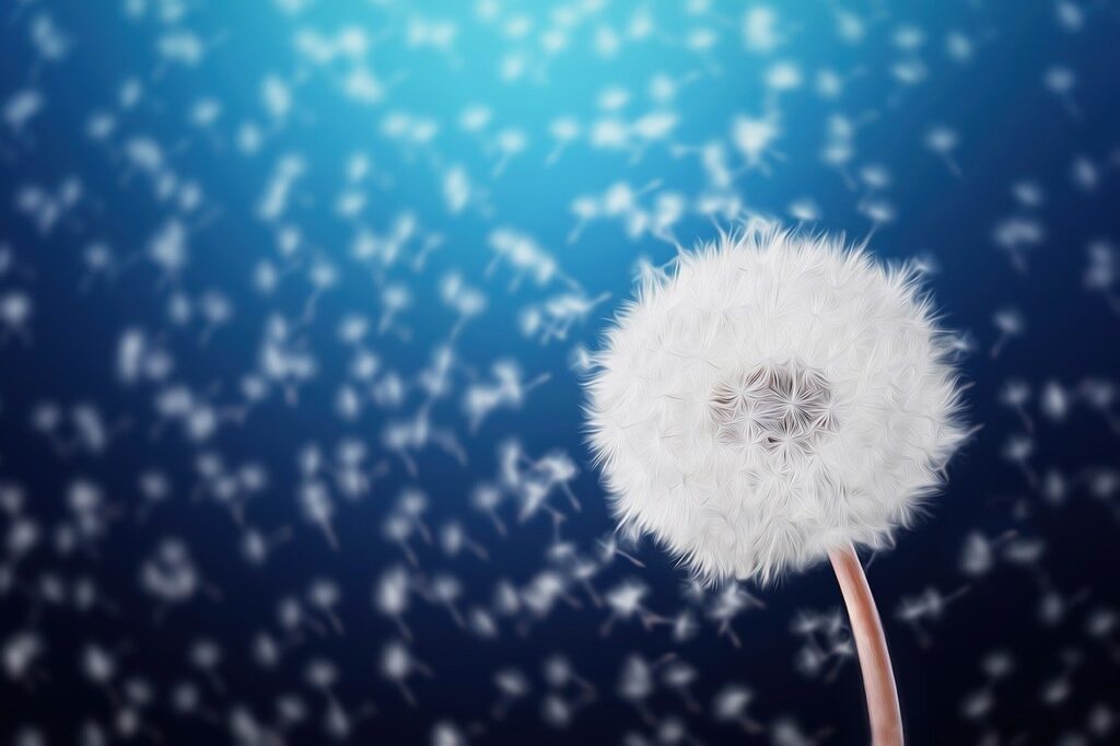 Löwenzahn Spirituelle Bedeutung Pusteblume Dafür steht sie