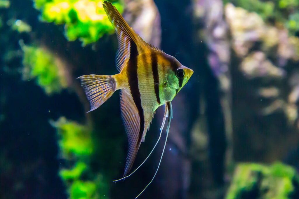 Fisch schwimmt im Wasser Haustiere für Kinder Verantwortung, Freude und Lernchancen